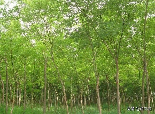 城市绿化中最具市场“钱景”的树种，暗藏“高价”市场！！