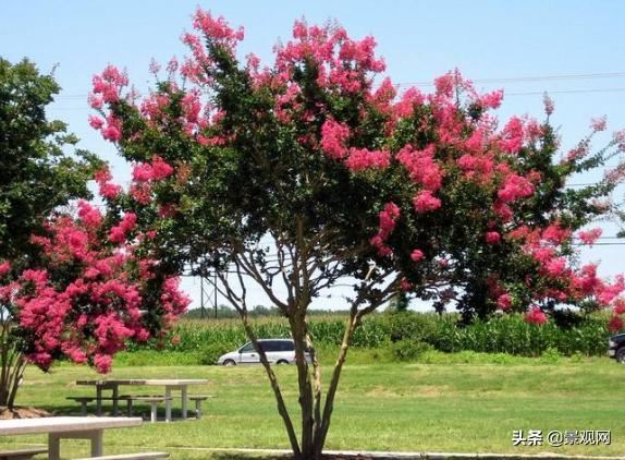 四种高颜值的观花树种推荐