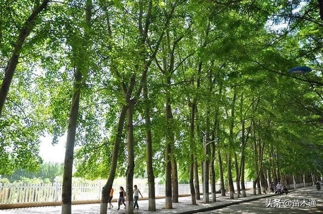 城市绿化中最具市场“钱景”的树种，暗藏“高价”市场！！
