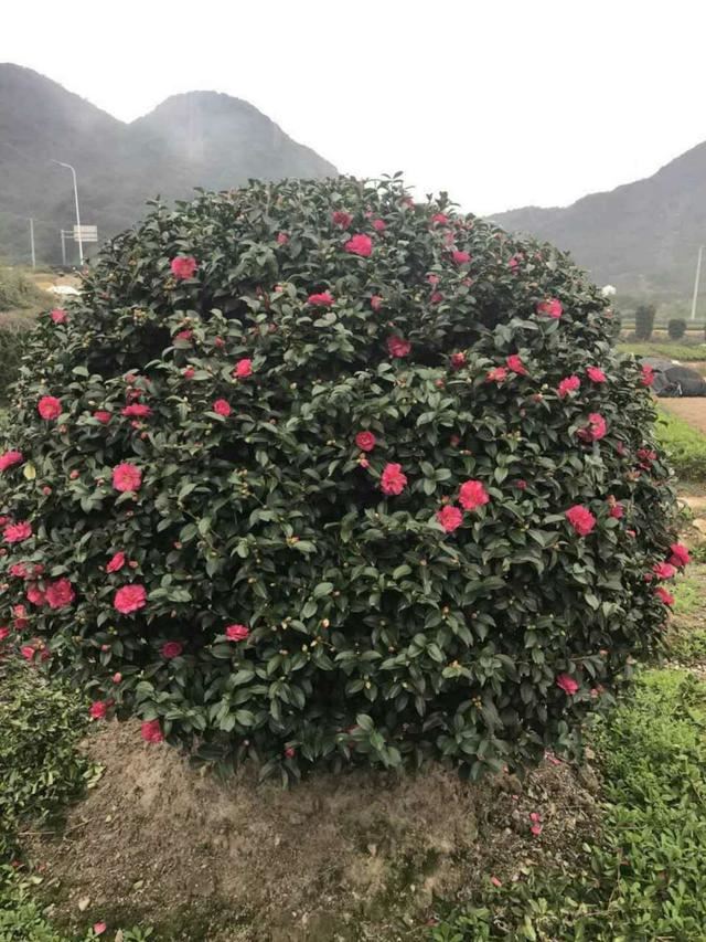 专为冬天生的花，“茶梅”好养花色艳丽，一直开花到第二年春