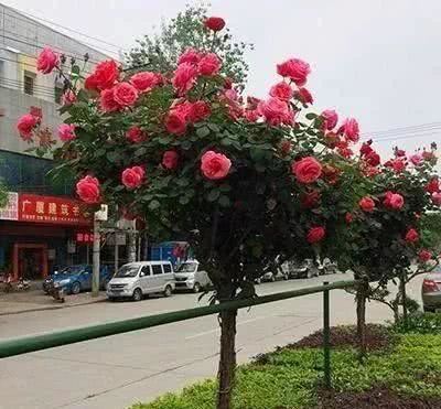 中国最名贵的“庭院花”，美的看一眼就想买，好想有个院子