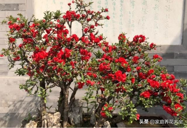 贴梗海棠挺奇怪，花柄虽然短，颜值可不是一般的高