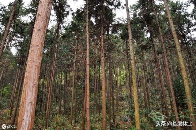 农村农民朋友种植杉木申请采伐注意事项，做到这几点，简单快捷