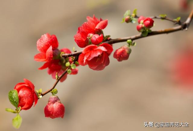 贴梗海棠挺奇怪，花柄虽然短，颜值可不是一般的高