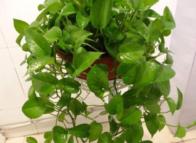 盆栽绿萝遇到2种问题，多喂点"营养品"，植株越养越旺盛