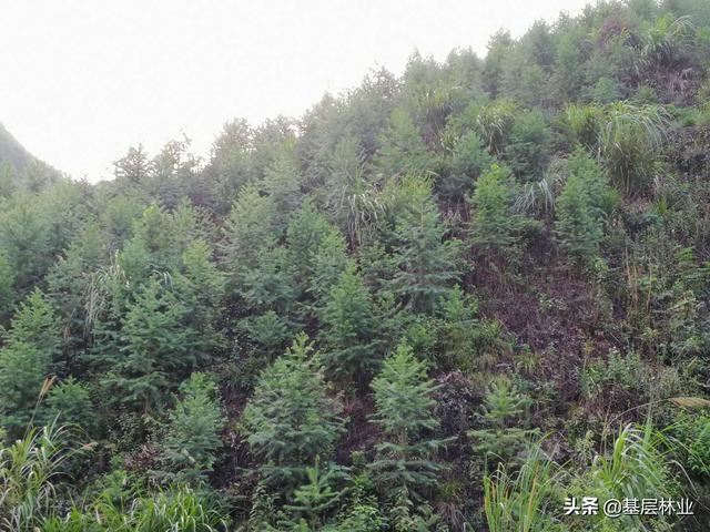 农村农民朋友种植杉木申请采伐注意事项，做到这几点，简单快捷