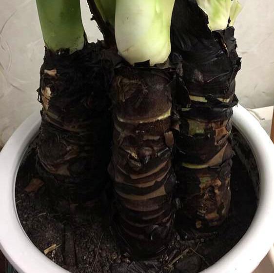 滴水观音有毒，为什么又将它用作绿化盆栽？