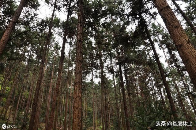 农村农民朋友种植杉木申请采伐注意事项，做到这几点，简单快捷