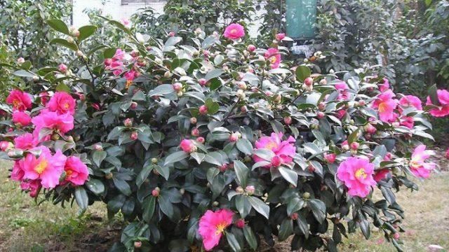 专为冬天生的花，“茶梅”好养花色艳丽，一直开花到第二年春
