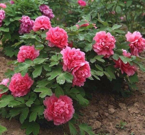 牡丹花要这么栽种，“移栽时间”也是决定植株兴衰的重要操作