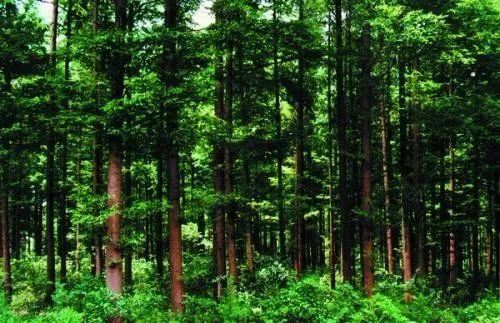 新修订森林法解读：阻碍监督检查违法，盗伐、滥伐林木处罚力度加大
