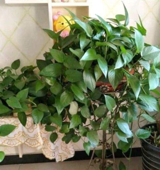 盆栽绿萝遇到2种问题，多喂点"营养品"，植株越养越旺盛