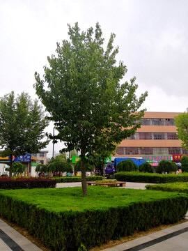 杜仲树要长好，需经锯截和刀割，这是为嘛呢？