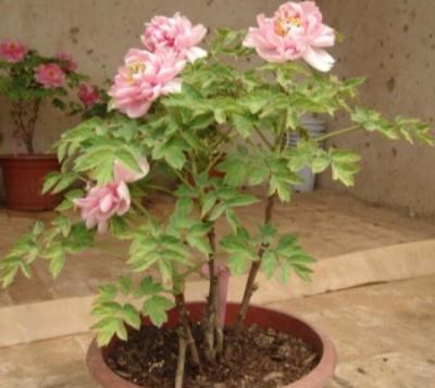 牡丹花要这么栽种，“移栽时间”也是决定植株兴衰的重要操作