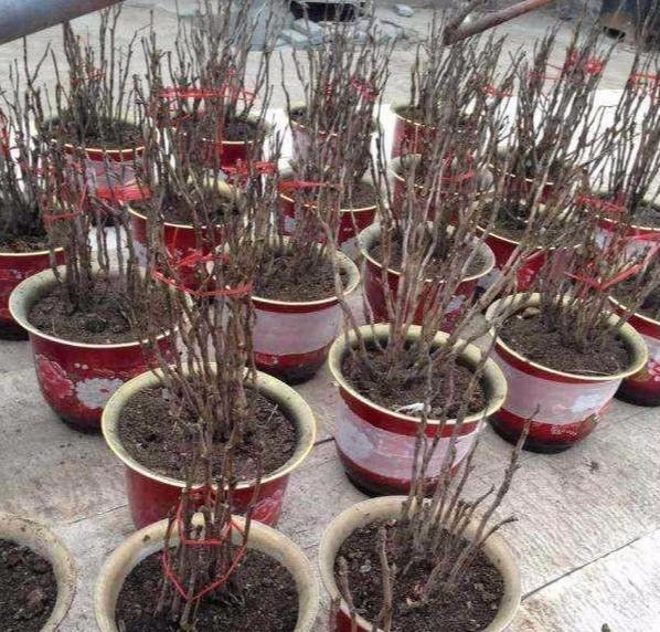 牡丹花要这么栽种，“移栽时间”也是决定植株兴衰的重要操作