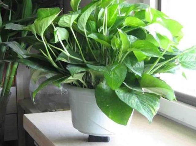 盆栽绿萝遇到2种问题，多喂点"营养品"，植株越养越旺盛