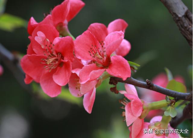 贴梗海棠挺奇怪，花柄虽然短，颜值可不是一般的高