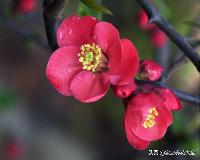 贴梗海棠挺奇怪，花柄虽然短，颜值可不是一般的高