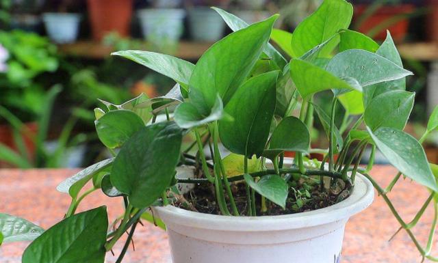 盆栽绿萝遇到2种问题，多喂点"营养品"，植株越养越旺盛