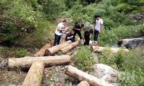 新修订森林法解读：阻碍监督检查违法，盗伐、滥伐林木处罚力度加大