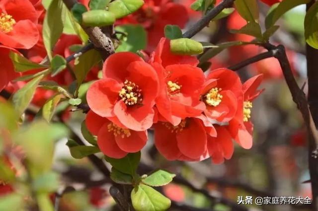 贴梗海棠挺奇怪，花柄虽然短，颜值可不是一般的高