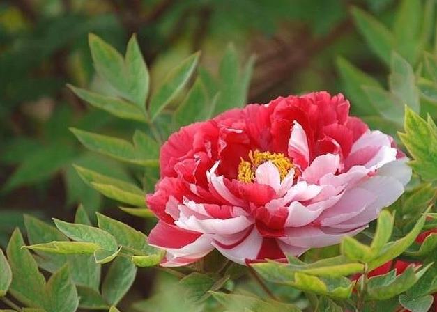 牡丹花要这么栽种，“移栽时间”也是决定植株兴衰的重要操作