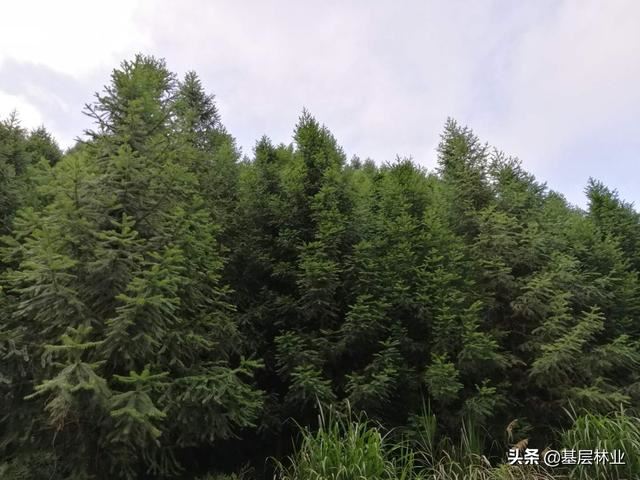农村农民朋友种植杉木申请采伐注意事项，做到这几点，简单快捷
