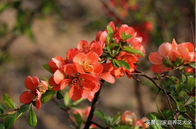 贴梗海棠挺奇怪，花柄虽然短，颜值可不是一般的高