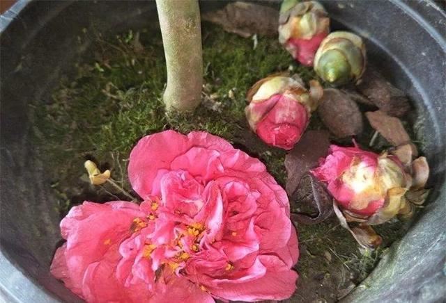 君子兰转盆也要讲究规律，这点不注意，照样乱成“杂草”