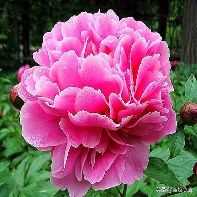 什么时候适合栽种牡丹花？