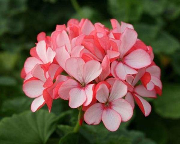 有一种“开花小能手”，一年花期多，花朵好几瓣颜值可真高