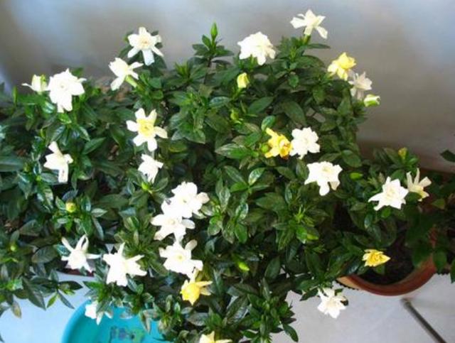 冬季想要在家观叶赏花，首选3种花卉植物，剪一剪就能花开繁茂