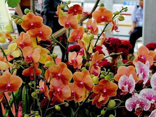 这五种耐阴花，家里光照再不好，也能枝繁叶茂、花开爆盆