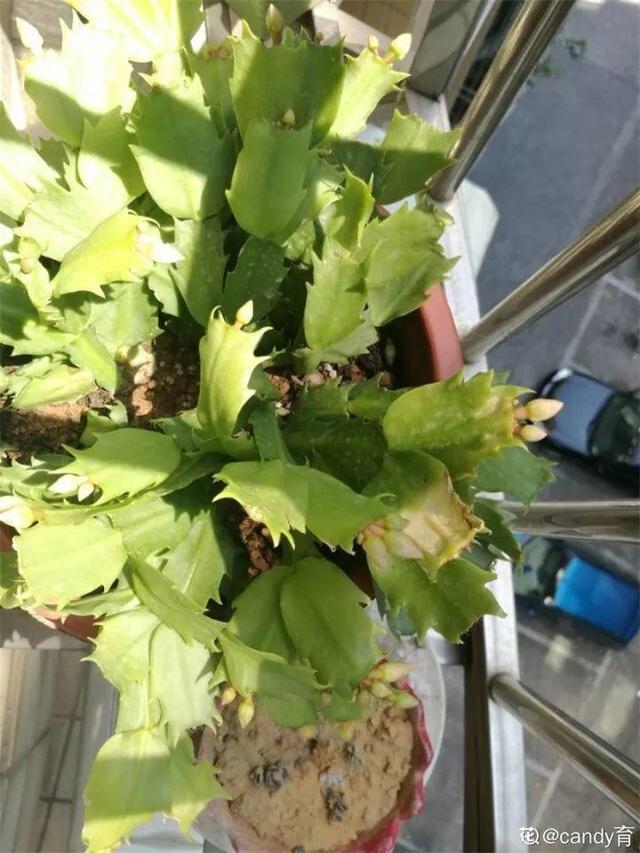 君子兰转盆也要讲究规律，这点不注意，照样乱成“杂草”
