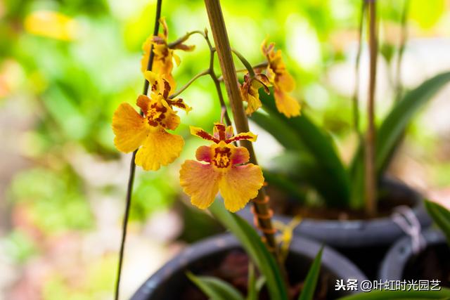 文心兰冬天怎么养？注意这几点，"吉"字花朵芳香又喜庆