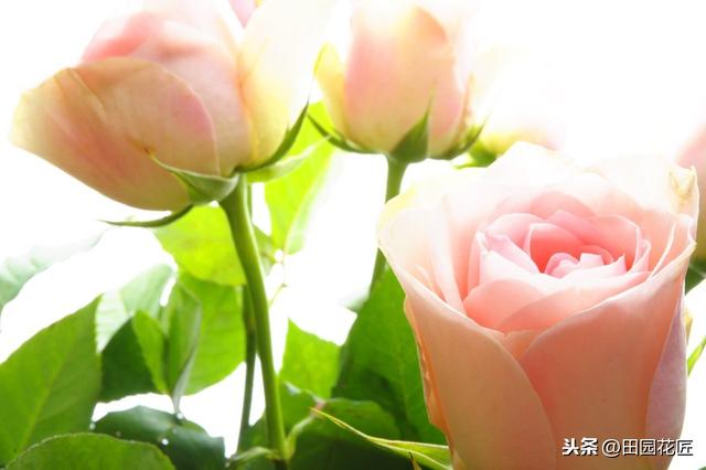 玫瑰花，养护困难，扦插总失败？掌握技巧，成活轻松，花开满盆