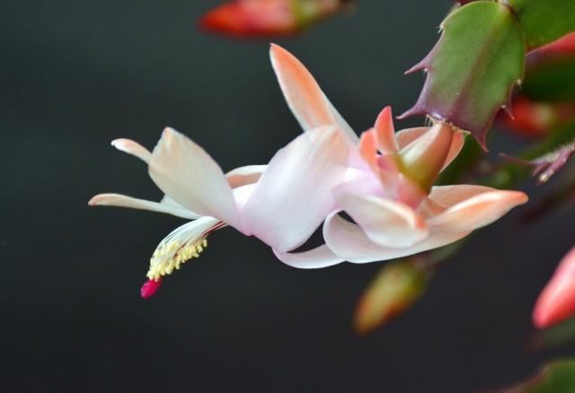 这五种耐阴花，家里光照再不好，也能枝繁叶茂、花开爆盆