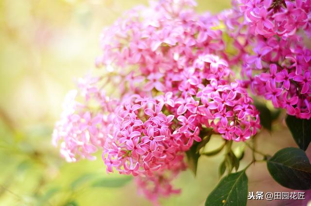 丁香花，只能地栽？简单几步，盆栽也能花开绝美，浓香四溢