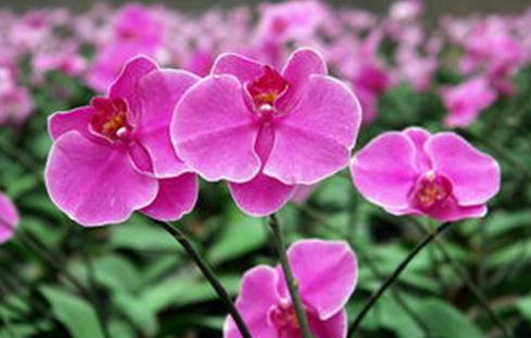 这4种花真难养，掉苞落叶整盆没精神，这样养却能开好几茬