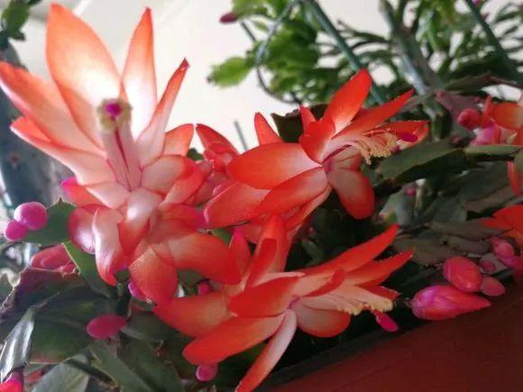 蟹爪兰总掉叶掉花苞？是这几点没做好