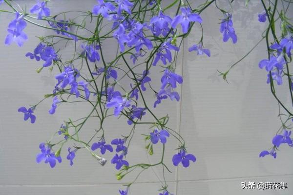 六倍利醉蝶花照方法这样种，花期延长，株型丰满，花色娇艳美丽