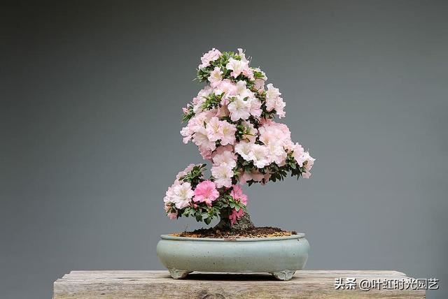 冬季杜鹃花苞不开花？了解这几点，叶茂花繁颜色艳
