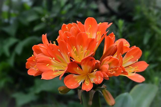 这3种花“爱吃油”，废油盆里倒一点，省花肥开花不担心