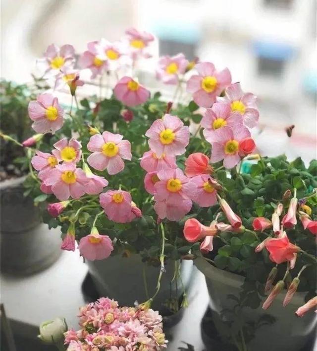 君子兰转盆也要讲究规律，这点不注意，照样乱成“杂草”