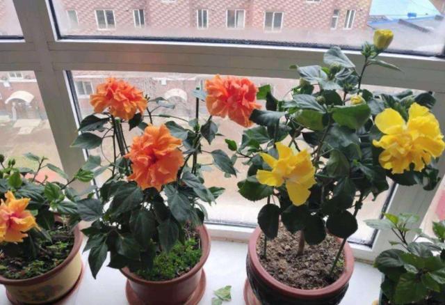 冬季想要在家观叶赏花，首选3种花卉植物，剪一剪就能花开繁茂
