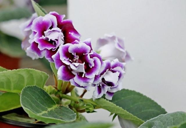 这五种耐阴花，家里光照再不好，也能枝繁叶茂、花开爆盆