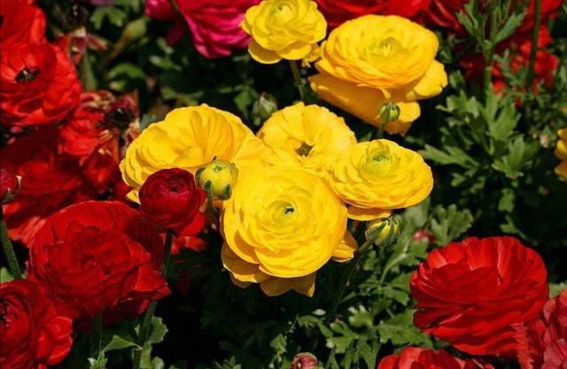有1种花叫“芹菜花”，花朵硕大又美艳，养在家中好美丽
