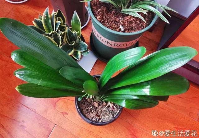 君子兰转盆也要讲究规律，这点不注意，照样乱成“杂草”