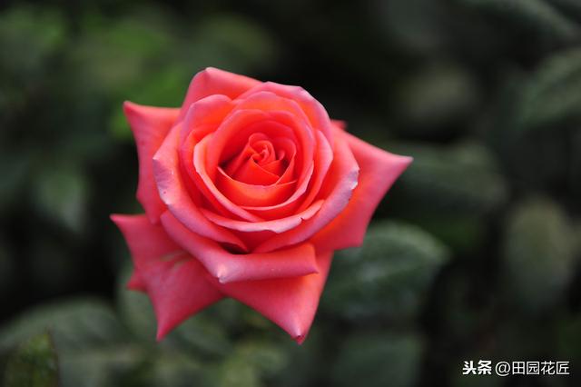 玫瑰花，养护困难，扦插总失败？掌握技巧，成活轻松，花开满盆