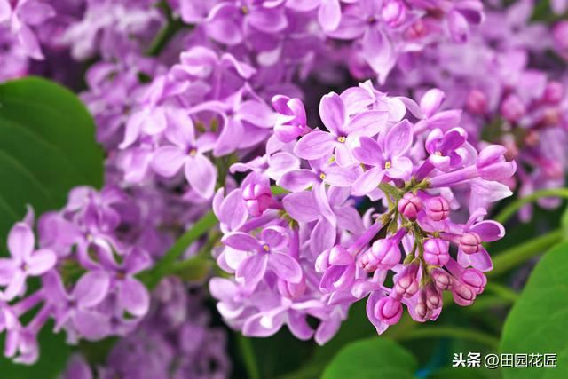 丁香花，只能地栽？简单几步，盆栽也能花开绝美，浓香四溢